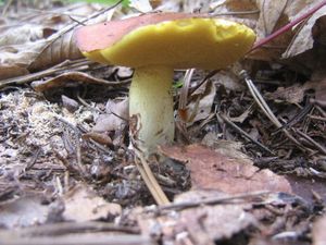 Klikni pro velký obrázek