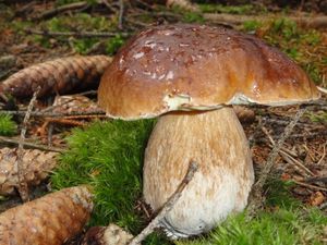 Klikni pro velký obrázek