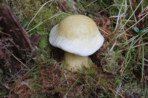 Klikni pro velký obrázek