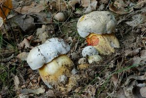 Klikni pro velký obrázek