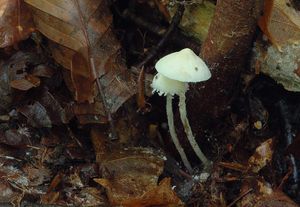 Bedlička polonahá - Cystolepiota seminuda (Lasch) Bon 1976