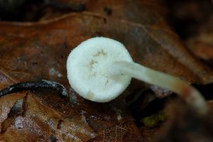 Bedlička polonahá - Cystolepiota seminuda (Lasch) Bon 1976