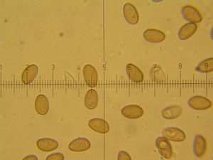 Límcovka věnčená - Stropharia coronilla