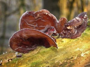 Boltcovitka ucho Jidášovo - Auricularia auricula-judae (Bull.) Quél. 1886