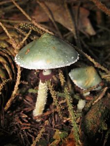 Límcovka měděnková - Stropharia aeruginosa (Curtis) Quél. 1872