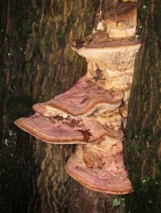 Síťkovec dubový - Daedalea quercina  (L.) Pers. 1801