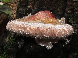 Troudnatec pásovaný - Fomitopsis pinicola (Sw.) P. Karst. 1881