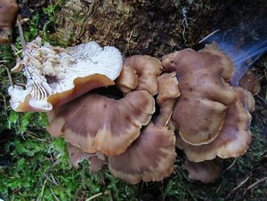 Houžovec bobří - Lentinellus castoreus (Fr.) Kühner & Maire