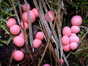Vlčí mléko červené - Lycogala epidendrum (J.C. Buxb. ex L.) Fr.