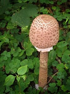Bedla vysoká - Macrolepiota procera (Scop.) Singer 1948