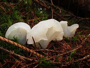 Rosolozub huspenitý - Pseudohydnum gelatinosum (Scop.) P. Karst. 1868