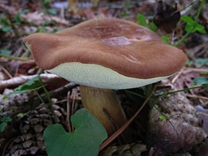 Hřib hnědý - Imleria badia (Fr.) Vizzini