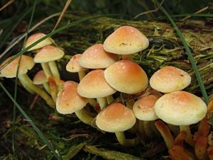 Třepenitka svazčitá - Hypholoma fasciculare  (Huds.) P. Kumm. 1871