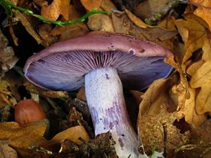 Čirůvka fialová - Lepista nuda (Bull.) Cooke 1871