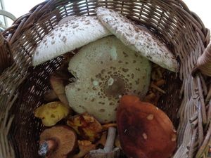 Klikni pro velký obrázek