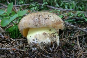 Hřib horský - Boletus subappendiculatus Dermek, Lazebníček