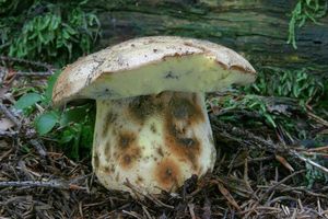 Hřib horský - Boletus subappendiculatus Dermek, Lazebníček