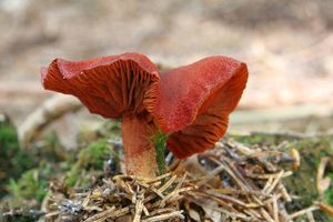 Pavučinec krvavý - Cortinarius sanguineus