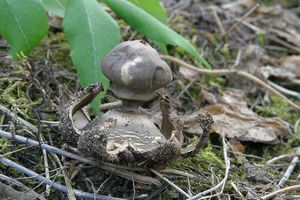 Hvězdovka tuhová - Geastrum coronatum Pers.