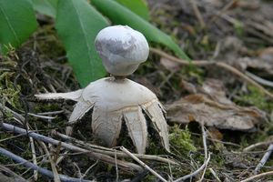 Hvězdovka tuhová - Geastrum coronatum Pers.