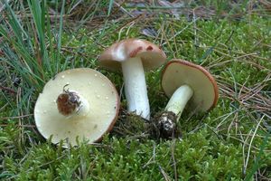 Klikni pro velký obrázek