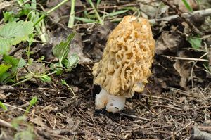 Klikni pro velký obrázek