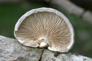 Hlíva čepičkatá - Pleurotus calyptratus (Lindblad ex Fr.) Sacc. 1887