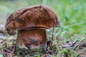 Klikni pro velký obrázek