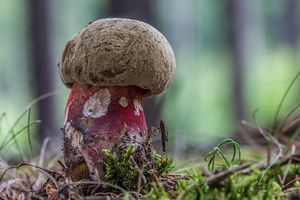 Klikni pro velký obrázek