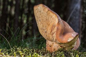 Klikni pro velký obrázek