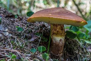 Klikni pro velký obrázek