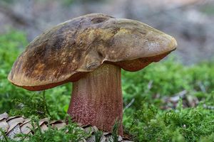 Klikni pro velký obrázek