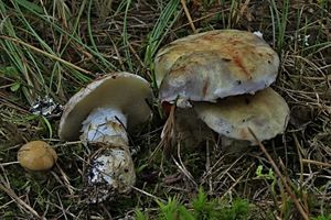 Klikni pro velký obrázek