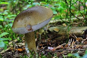 Klikni pro velký obrázek