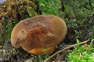 Klikni pro velký obrázek