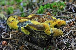 Klikni pro velký obrázek