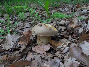 Hřib plavý - Boletus impolitus Fr. 1838