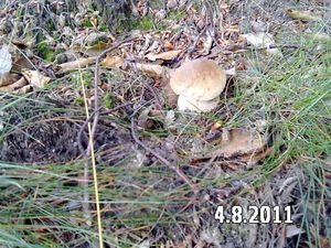 Klikni pro velký obrázek