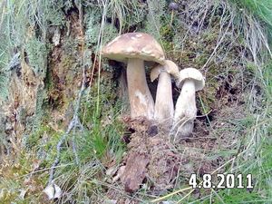 Klikni pro velký obrázek