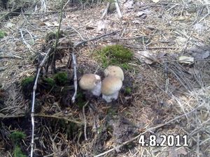 Klikni pro velký obrázek