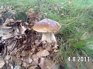 Klikni pro velký obrázek