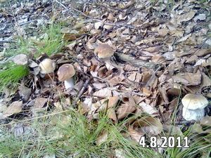 Klikni pro velký obrázek