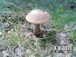 Klikni pro velký obrázek