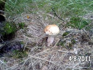 Klikni pro velký obrázek