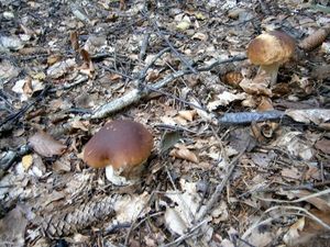 Klikni pro velký obrázek