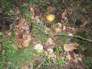 Klikni pro velký obrázek