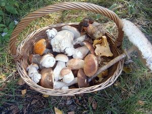 Klikni pro velký obrázek