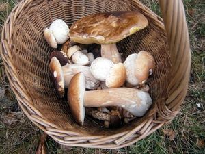 Klikni pro velký obrázek