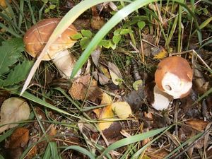 Klikni pro velký obrázek