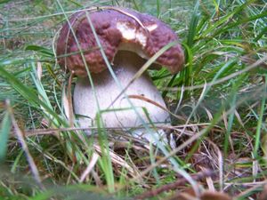 Klikni pro velký obrázek